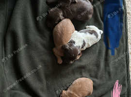 Cockapoo puppies sale for sale wirral