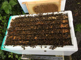 Honey bees for sale