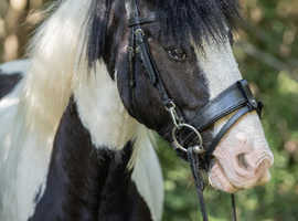 Bombproof family pony 13hh 7yo TGCA registered gelding