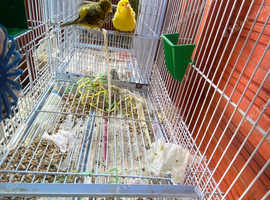 Canary