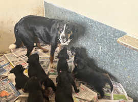 Welsh collie x lab retriever pups Ready now
