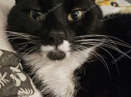 Missing Cat Cleo