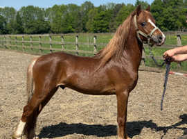 STUNNING WELSH SEC C 5 year old colt