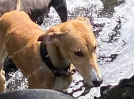 Well bred 7 month old lurcher pup