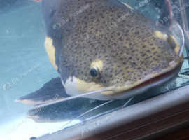 Dwarf red tailed catfish