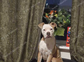 Femaile American bull for sale 7 months