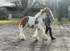 ***REDUCED*** Stunning red and white filly