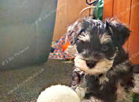 Miniature Schnauzers Puppies and Dogs for sale in County Durham Freeads