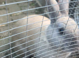 Gotland Rabbit for rehoming
