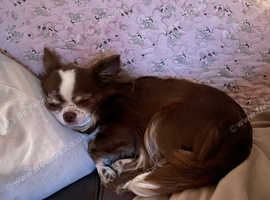 Adult Chihuahua girl, super
