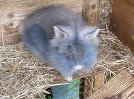 Lionhead baby rabbits for sale