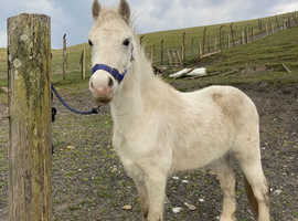 APPROX 12HH GELDING