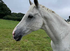 Fizz, 20 year old mare the complete all rounder