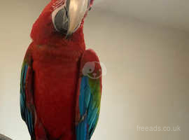 Baby Handreared Super Tame Friendly Greenwing Macaw Parrot