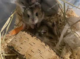 Really Cute Baby Dwarf Russian Hamsters