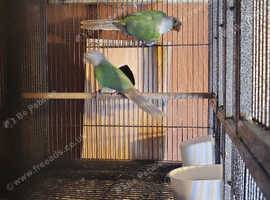 Pet birds hot sale for sale