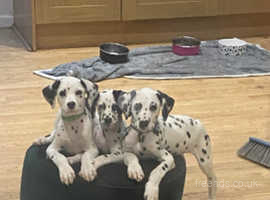 3 dalmatian boys for sale 10 weeks old KC full predicted, BARE tested