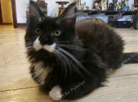 Beautiful kitten for rehoming