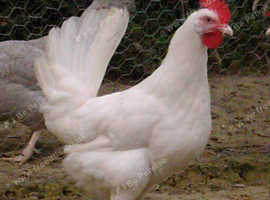 Point of Lay chickens for sale