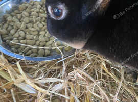Bunny