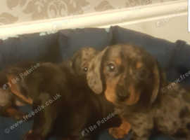 Miniature Dachshunds For Sale And Rehome In Dartford Find Dogs