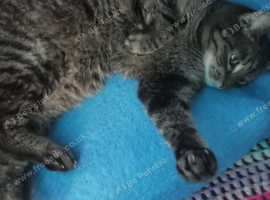 Bob cat
