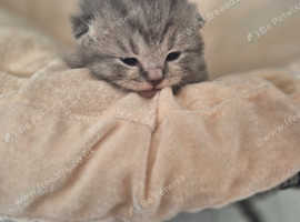 Beautiful pedigree British shorthair kittens