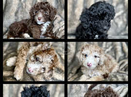 Extensively Health Tested Rare Toy Poodle Puppies
