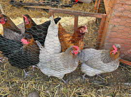 Laying Eggs Hens for Sale