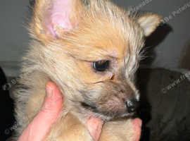 2 Sweet & Unique Chorkie Puppies Ready for Loving Homes