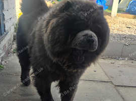 Chow chow