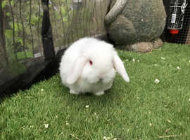 white mini lion lops and mini lops baby rabbits *READY NOW*