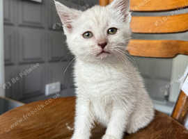 White Bengal cross kitten looking for forever home