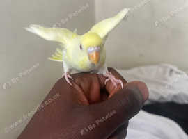 Tamed young budgie