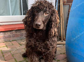 Irish water spaniel puppy