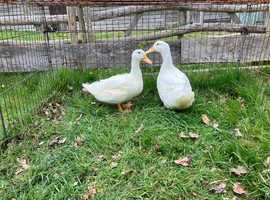 Pair of American pekin ducks