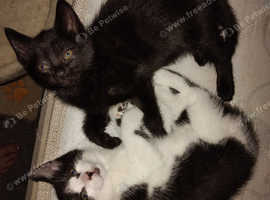Kittens
