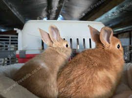 2 beautiful netherland dwarfs  looking for home together