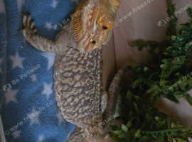Bearded dragon