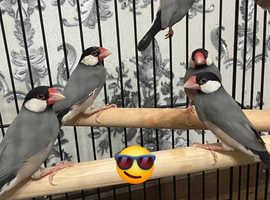 All types of finches, quails, doves, budgies available