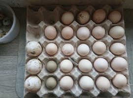 Pekin bantam eggs