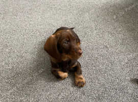 Teckel female pup