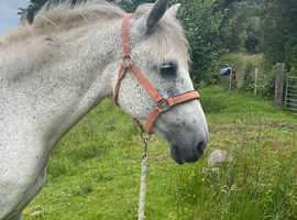 Beautiful PRE mare for sale
