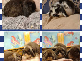 **STUNNING LOVABLE SWEET NATURED BABY MINI LOPS**