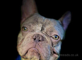 Merle male frenchie