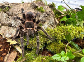 Tarantulas for sale