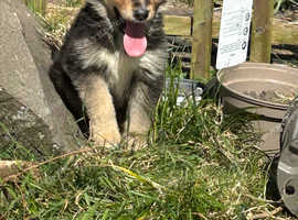 1 loving puppies looking for forever home