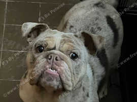 English bulldog