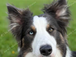 Pedigree Blue Tricolour Border Collie