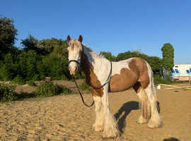 4yr old skewbald gelding